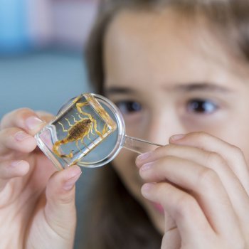 Los escorpiones más peligrosos en España