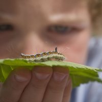 4 insectos que pueden picar a los niños en casa y en el campo