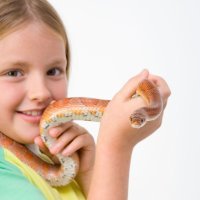 Cómo tratar una mordedura de serpiente en niños