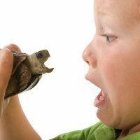 Cómo curar mordeduras de ratas, reptiles y otros animales en los niños