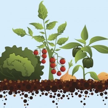 El baile en el huerto. Poema para aprender las verduras y hortalizas