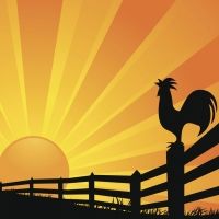 El gallo Miligallo. Cuentos con valores