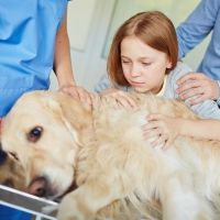Cómo ayudar al niño a superar la pérdida de su mascota