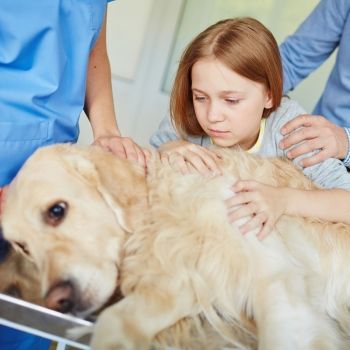 Cómo ayudar al niño a superar la pérdida de su mascota