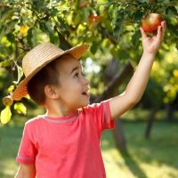 Frutas de otoño para los niños
