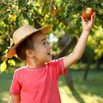 Frutas de otoño para los niños