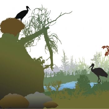 El nido de las cigüeñas