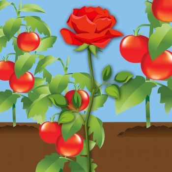 No creyó ser una rosa. Poesía para niños