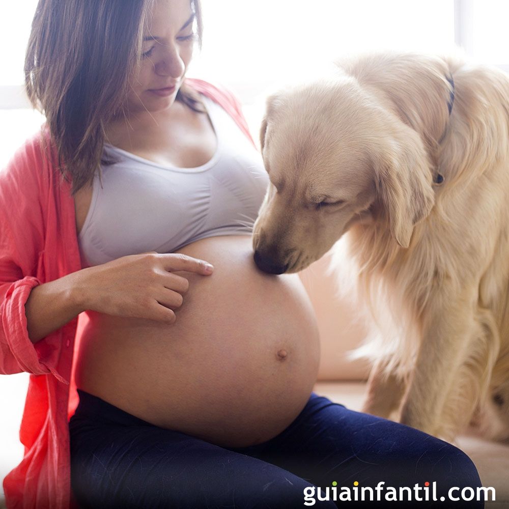mundo Suradam Miseria Los beneficios de vivir con un perro durante el embarazo