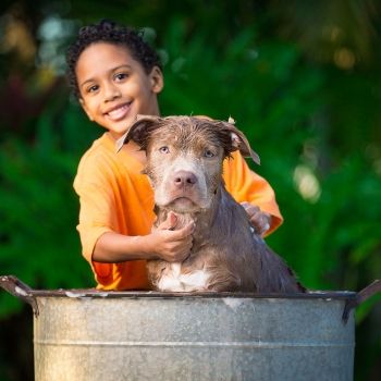 Cómo conseguir que el niño sea responsable con su mascota