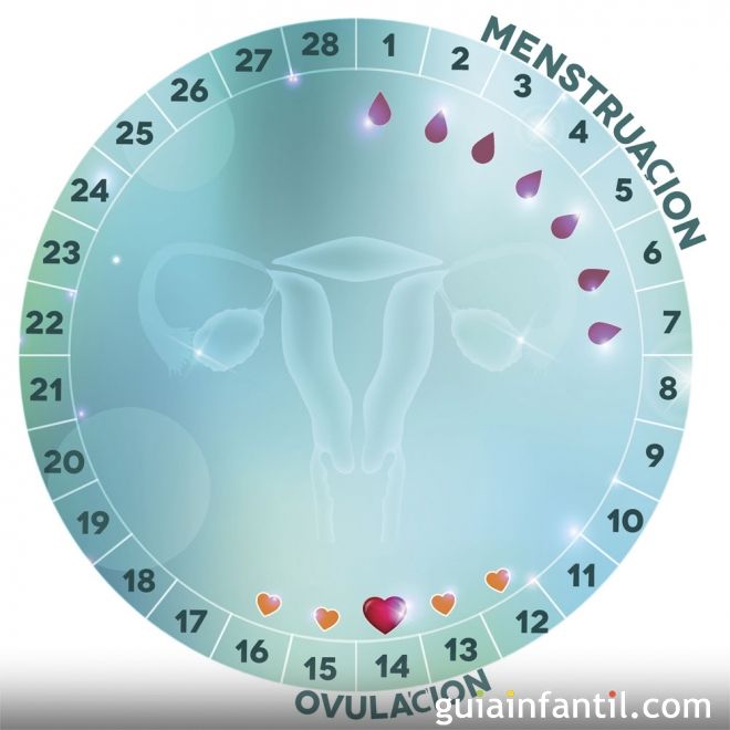segmento Rosa Grifo Ovulación: qué es, síntomas, etapas y calculadora de días fértiles