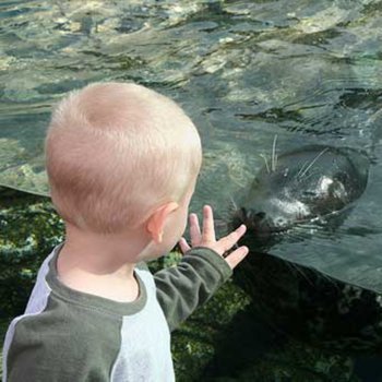 Leones marinos mejoran la calidad de vida de niños autistas