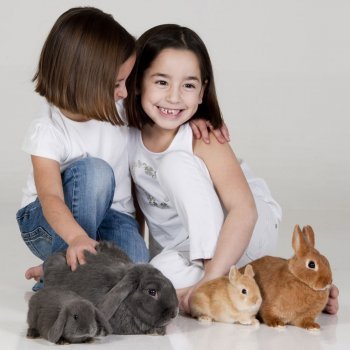 Pequeñas mascotas ideales para niños y embarazadas
