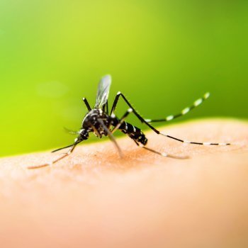 El virus zika causa microcefalia en recién nacidos