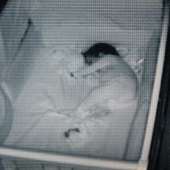 Cuidado con el hackeo de las cámaras de vigilancia de bebés