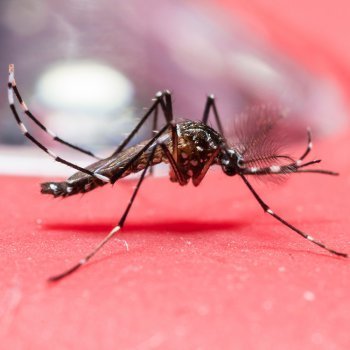 Colombia y El Salvador piden evitar embarazos por el virus Zika