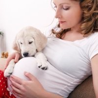 ¿Pueden las mascotas detectar un embarazo?