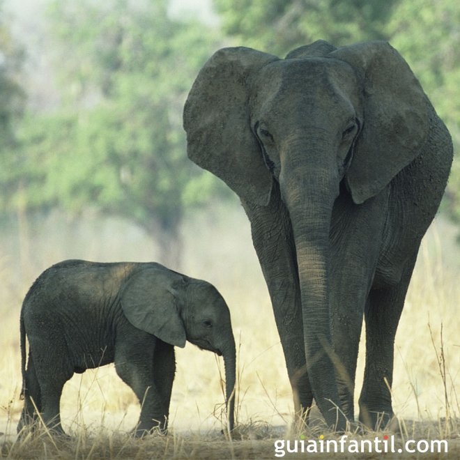 Instinto maternal de los animales