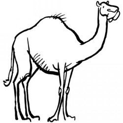El camello