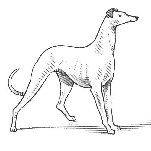 Adivinanza: Lo mismo que un galgo valgo
