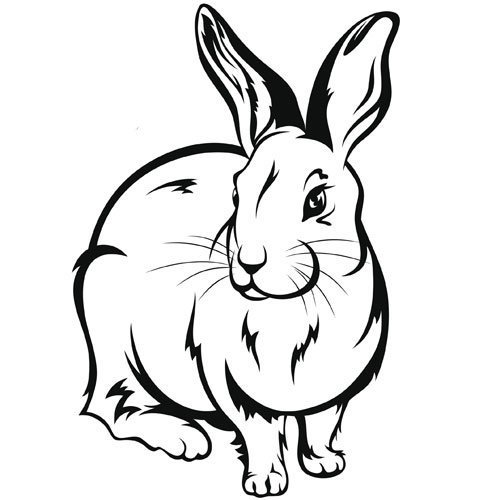 Adivinanza: Prima hermana del conejo