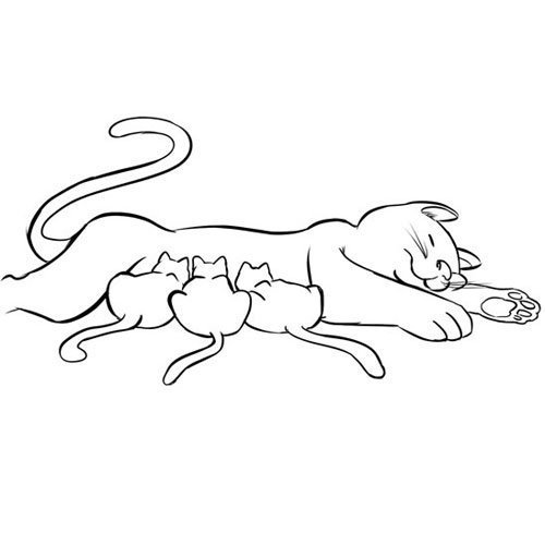Adivinanza: What does a cat have than no other animal has
