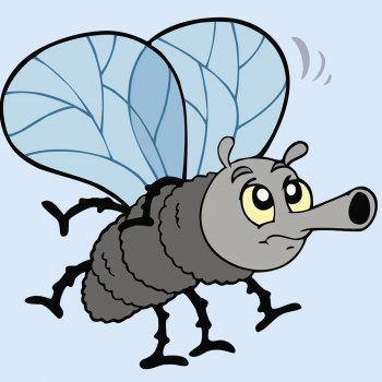 Insectos