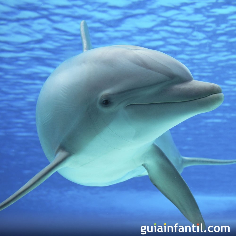 Mujer Dando A Luz En El Agua Con La Asistencia De Un Delfin