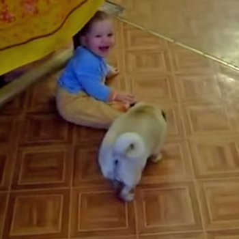Perro arrastra a un bebé hasta su camita