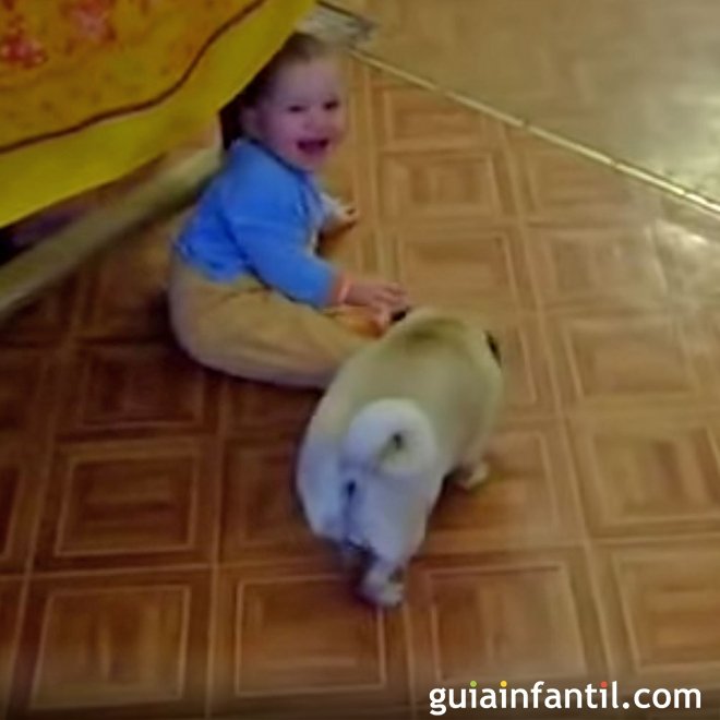 Perro arrastra a un bebé hasta su camita