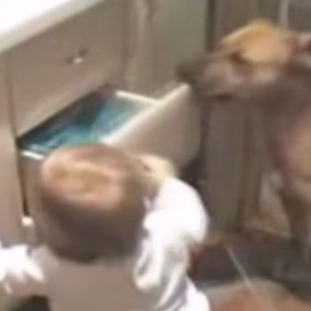 Un perro aleja a un bebé del peligro
