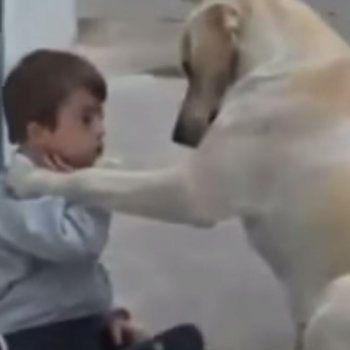 Un perro cuida a un niño con discapacidad
