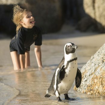 Cómo viven y qué comen los pingüinos