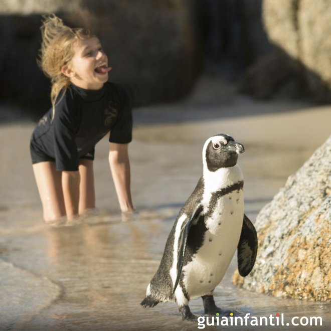 Las preguntas de los niños sobre los pingüinos