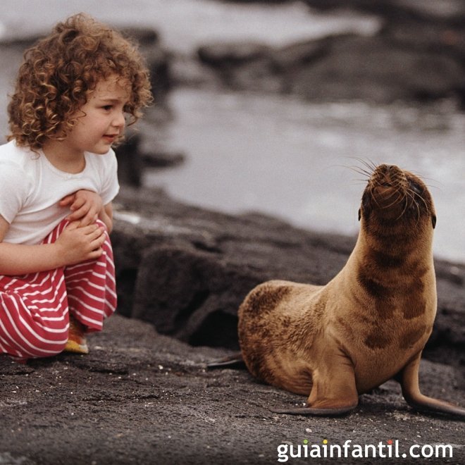 Las preguntas de los niños sobre los osos marinos