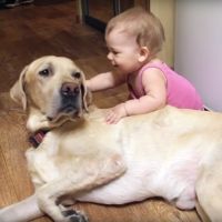 Bebés y perros labrador