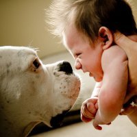 La curiosidad de los perros por los recién nacidos