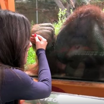 Qué hacen y dónde viven los orangutanes