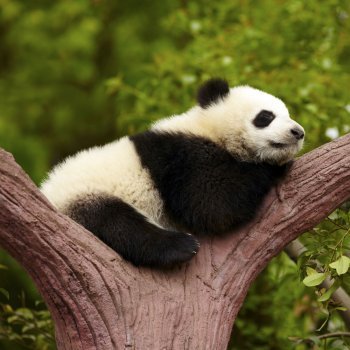 Dónde viven y qué comen los osos panda