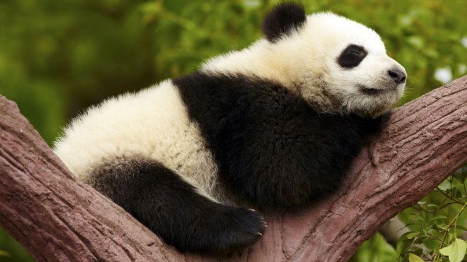 Preguntas de los niños sobre los osos panda