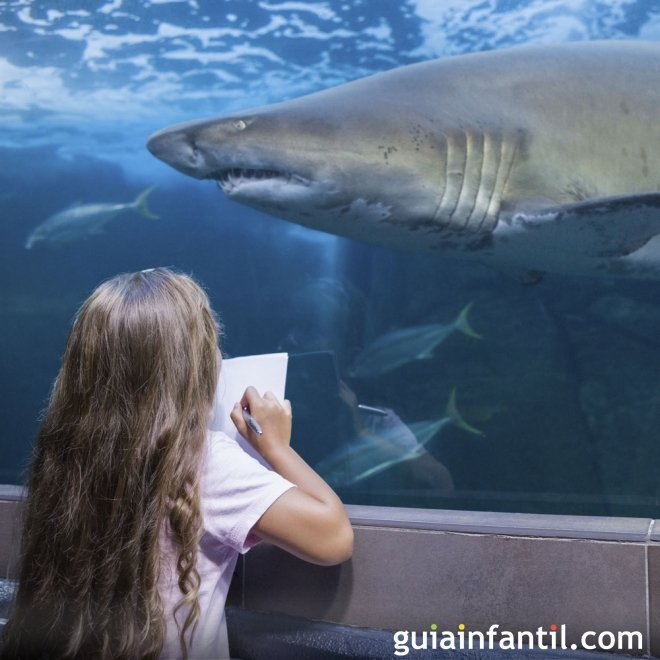 Cómo viven y se alimentan los tiburones - Vídeos para niños