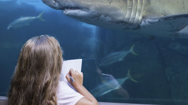 La preguntas de los niños sobre el tiburón