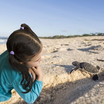 Qué necesitan para vivir las tortugas marinas