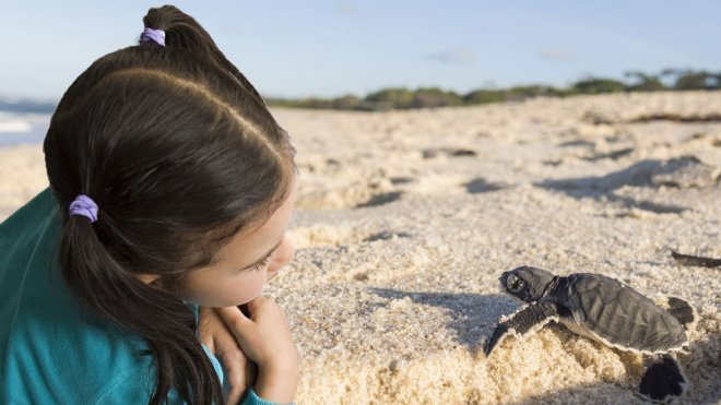 Las preguntas de los niños sobre las tortugas
