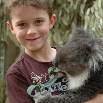 Cómo son y dónde viven los koalas