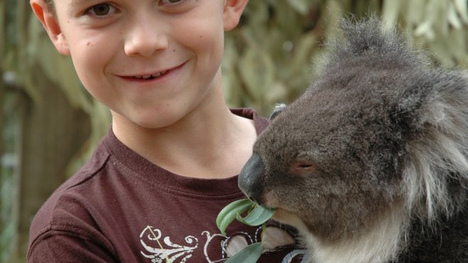 Preguntas de los niños sobre los koalas