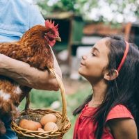 Las gallinas. Uno de los animales de granja favoritos de los niños