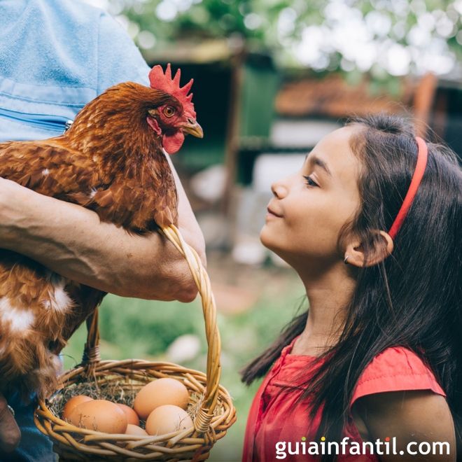 Las gallinas. Uno de los animales de granja favoritos de los niños