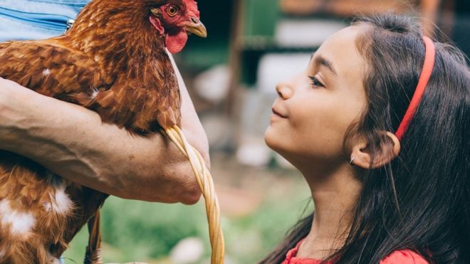 Las gallinas. Uno de los animales de granja favoritos de los niños