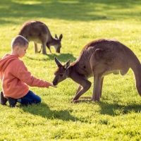 Los canguros. Curiosidades sobre este animal para contar a los niños